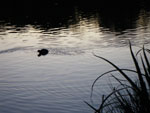 2009-10-09_18-47-27_IMGP0552.jpg