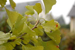 2009-10-15_15-06-44_DSC_0825.jpg