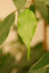 2009-11-25_04-21-02_DSC_1378.jpg