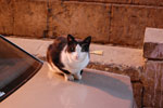 2009-12-04_16-58-15_DSC_1616.jpg
