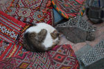 2009-12-17_16-45-12_DSC_2859.jpg