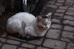 2009-12-20_14-14-05_DSC_3237.jpg