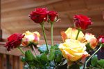 2009-12-26_13-00-47_DSC_3558.jpg