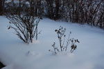 2010-01-12_17-12-55_DSC_4076.jpg
