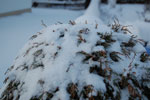 2010-01-12_17-24-59_DSC_4078.jpg