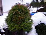2010-01-19_15-55-23_IMGP2429.jpg