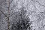 2010-01-21_11-58-05_DSC_4214.jpg