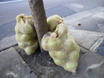 2010-01-23_16-29-36_IMGP2489.jpg