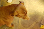 2010-01-29_15-18-06_DSC_4517.jpg