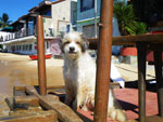 Photos
