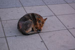 2010-02-20_20-00-20_DSC_4802.jpg
