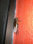 2010-03-11_22-49-27_IMGP6403.jpg