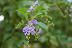 2010-03-15_13-33-53_DSC_6028.jpg