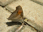 2010-03-16_14-04-33_IMGP6799.jpg