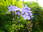 2010-03-20_17-35-05_IMGP7210.jpg