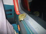 2010-03-21_21-57-52_IMGP7280.jpg