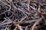 2010-03-23_18-15-16_DSC_6417.jpg