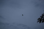 2010-03-23_18-16-03_DSC_6425.jpg