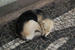 2010-03-25_17-09-53_DSC_6663.jpg