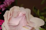 2010-04-05_17-29-36_DSC_7333.jpg