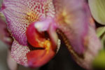 2010-04-05_17-31-00_DSC_7353.jpg