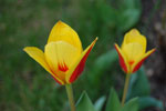 2010-04-08_11-42-30_DSC_7396.jpg
