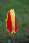 2010-04-15_17-18-25_DSC_7678.jpg