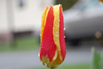 2010-04-15_17-19-32_DSC_7694.jpg