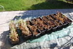 2010-04-17_17-07-44_DSC_7721.jpg