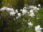 2010-04-22_11-02-04_CIMG9297.jpg