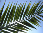 2010-04-25_16-51-04_CIMG9462.jpg