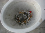 2010-04-30_19-35-25_CIMG9621.jpg