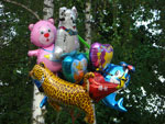 2010-05-09_18-27-52_CIMG9920.jpg