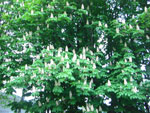 2010-05-10_20-42-56_CIMG9980.jpg