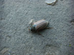 2010-05-10_20-55-33_CIMG9991.jpg