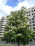 2010-05-14_11-53-31_CIMG0037.jpg