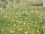 2010-05-14_11-54-15_CIMG0038.jpg