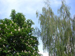 2010-05-15_16-57-09_CIMG0057.jpg