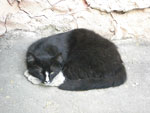 2010-05-15_17-38-11_CIMG0066.jpg
