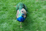 2010-05-16_12-17-03_DSC_8294.jpg