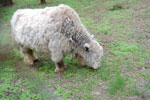 2010-05-16_12-34-23_DSC_8333.jpg
