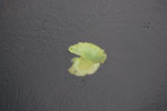 2010-05-16_14-37-34_DSC_8377.jpg