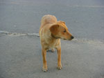 2010-05-26_20-00-43_CIMG0251.jpg