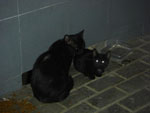 2010-05-27_22-47-43_CIMG0268.jpg