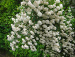 2010-06-02_15-05-26_CIMG0447.jpg
