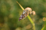 2010-06-03_22-46-45_DSC_8503.jpg