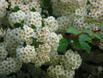 2010-06-04_07-28-14_CIMG0461.jpg