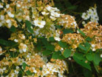 2010-06-09_18-55-21_CIMG0531.jpg