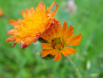 2010-06-14_11-54-43_IMGP0171.jpg