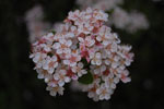 2010-06-20_21-15-03_DSC_8846.jpg